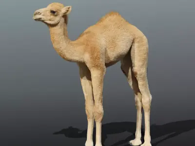 Camel Baby Fur 3D model