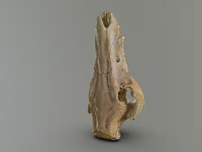 Wild Boar skull Low-poly 3D model