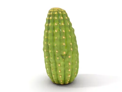 Green Cactus Texture model pack Texture