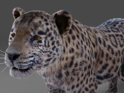  Fur Jaguar V01 Panther Rigged in Blender Low-poly 3D model