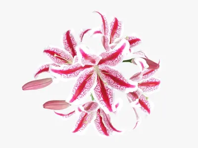 Lily flowers bouquet 3D model