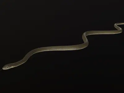 Black Mamba Snake Low-poly 3D model