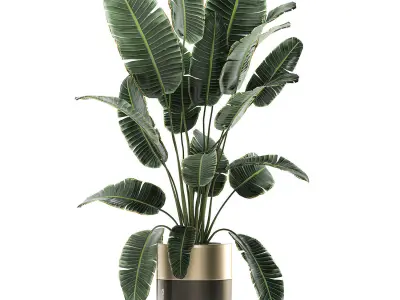 Houseplants in a luxury pot for the interior 706 3D model