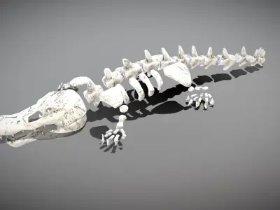 Crocodile Skeleton Low-poly 3D model