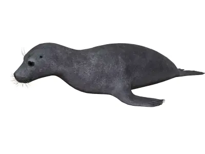 Arctic Seal Low-poly 3D model