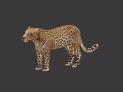 Leopard Model Rigged Low-poly 3D model