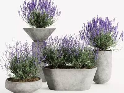 Lavender in Modern Concrete Planters  3D Plant Set 3D model