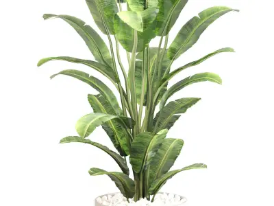 Indoor Plant Set 0128 3D model