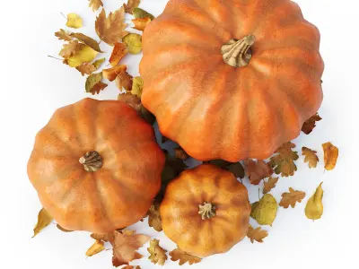 Set of pumpkins with leaves 3D model