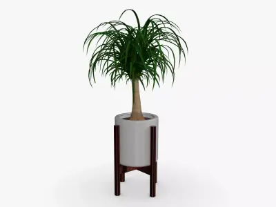 Beaucarnea Pot Low-poly 3D model