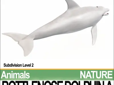 Bottlenose Dolphin A 3D model