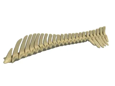 Detailed Animal Spine Model 3D model