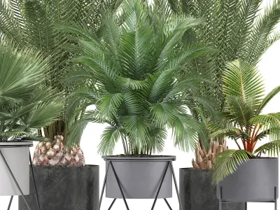 Collection of ornamental plants and Exotic plants 3D model