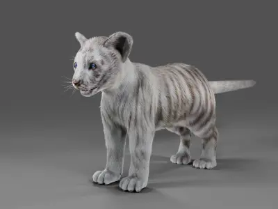 Fur White Tiger Cub No Rigged Low-poly 3D model