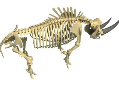 Rhino Skeleton 3D model