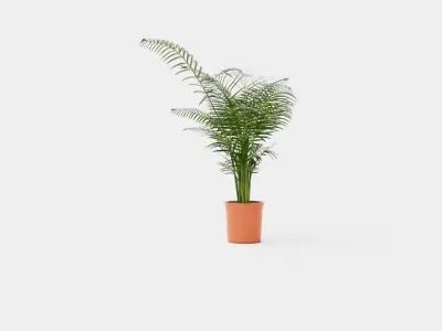 Dypsis lutescens Low-poly 3D model
