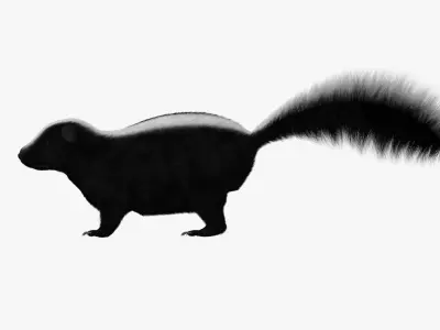 Skunk Animal 3d model 3D model