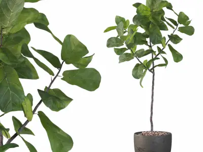 Ficus Lyrata collection for interiors