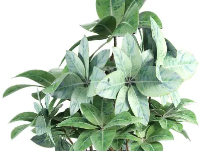 Plant in Pot Flowerpot Exotic Plant 3D model 4