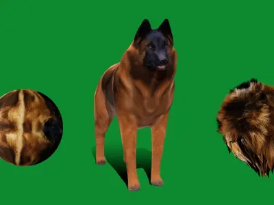 Belgian Shepherd Tervuren Dog Low-poly 3D model