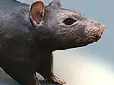 Rat Rigged and Animated Low-poly 3D model