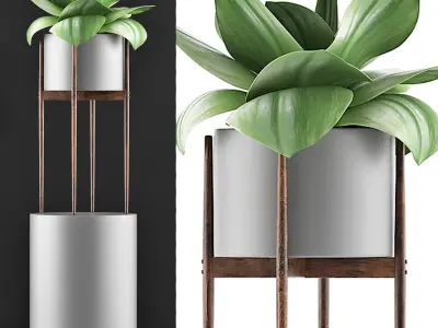 Plants Collection 85 3D model