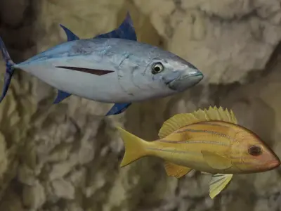 Longtail tuna - Five inned Fish  3D Model Collection