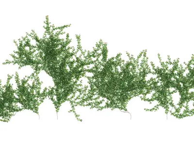 Ficus pumila - Creeping Fig - Climbing fig 3D model