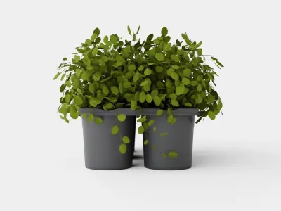 Muehlenbeckia complexa Low-poly 3D model