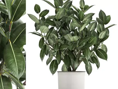 Ficus tree in a pot for the interior 864 3D model