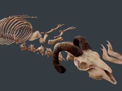 Sheep skeleton Low-poly 3D model