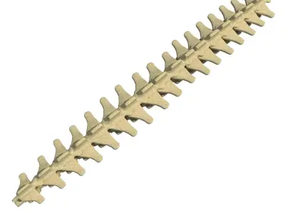 Mammal Spinal Bones  3D model