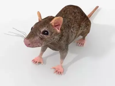 Rat Animal Low-poly 3D model