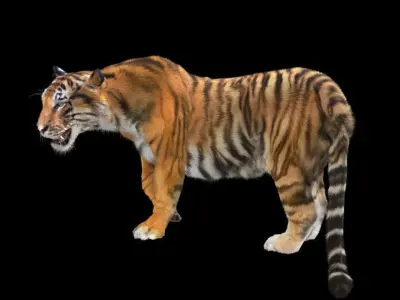 Tiger rigging For 3Dmax 3D model