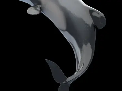 Hector Dolphin Low-poly 3D model
