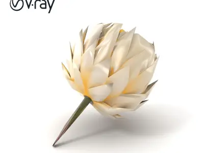 White Protea Snowy Flower Detail model pack Low-poly 3D model