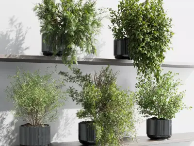 wall plant - set Indoor plant 433 plants on shelf Low-poly 3D model