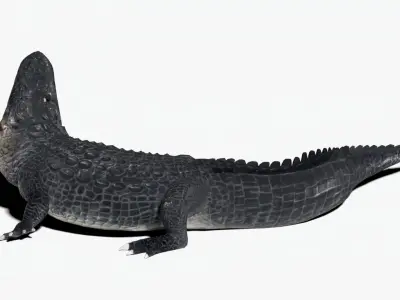 rigged realistic alligator Low-poly 3D model