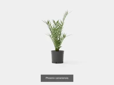 Collection of Houseplants - 11 Models