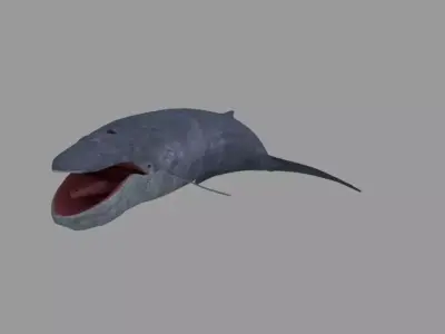 Whale shark 3D model 2