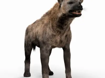 Hyena For Production 3D model