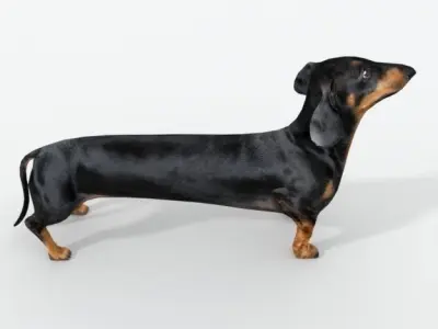 Sausage Dog Low-poly 3D model