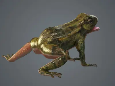 frog animal wildlife amphibian green reptile biology  3D model