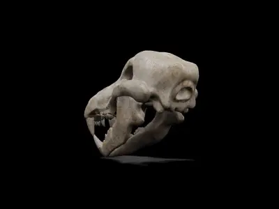 Wolf and Dog low poly game ready skull Low-poly 3D model