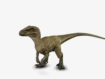 Velociraptor 3D model