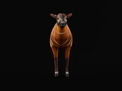 Bongo Antelope Calf Low-poly 3D model