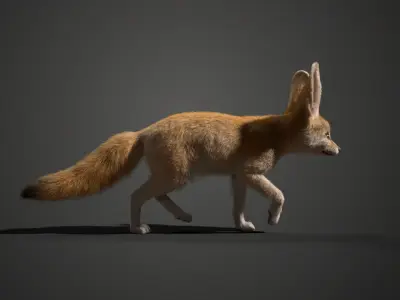 Fennec Fox Animated VFX Grace 3D model