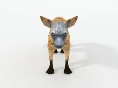 Aardwolf hyena Low-poly 3D model
