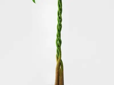Umbrella Plant - Schefflera 3D model