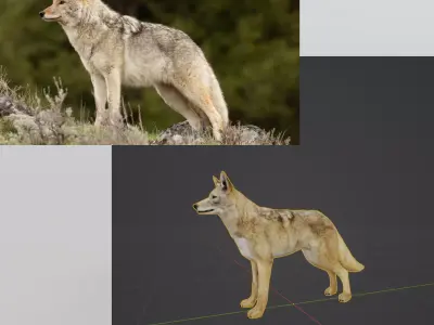 Coywolf 3D model